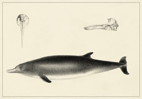 Antique Dolphin Study I