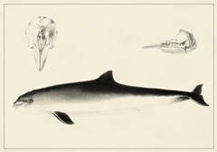 Antique Dolphin Study II