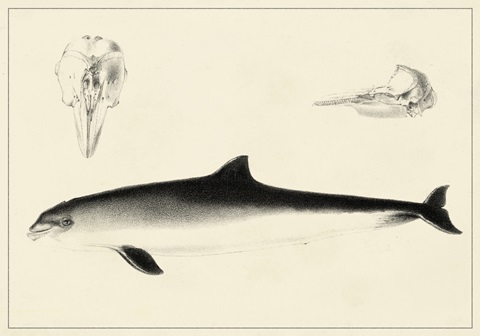 Antique Dolphin Study II