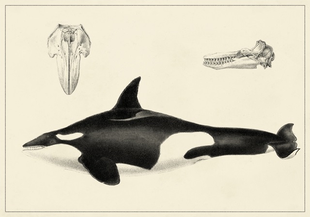 Antique Whale Study I