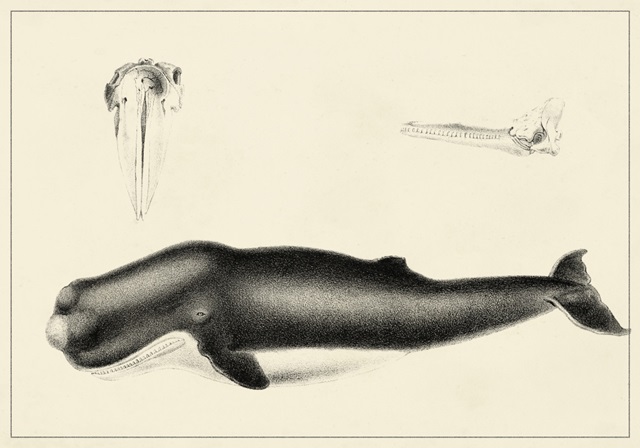 Antique Whale Study II
