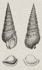 Charcoal and Linen Shells I