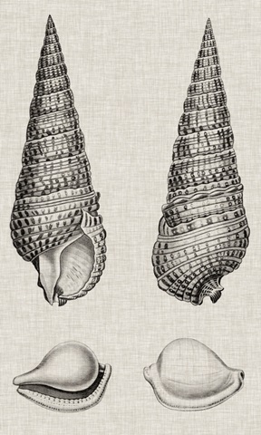 Charcoal and Linen Shells I