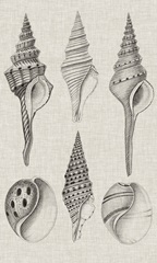 Charcoal and Linen Shells II