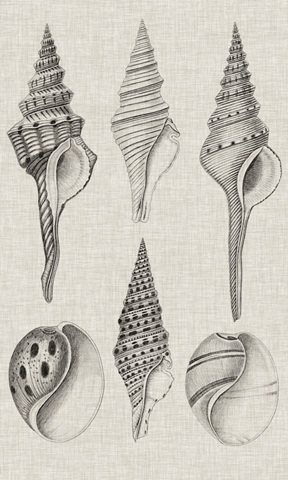 Charcoal and Linen Shells II