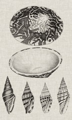Charcoal and Linen Shells III