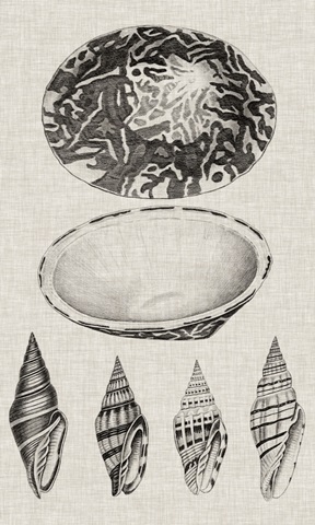 Charcoal and Linen Shells III