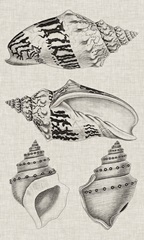 Charcoal and Linen Shells IV