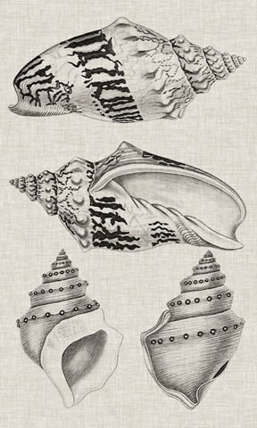 Charcoal and Linen Shells IV