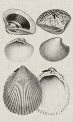 Charcoal and Linen Shells IX