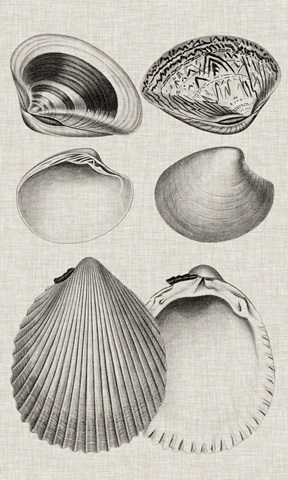 Charcoal and Linen Shells IX