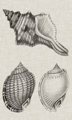 Charcoal and Linen Shells V