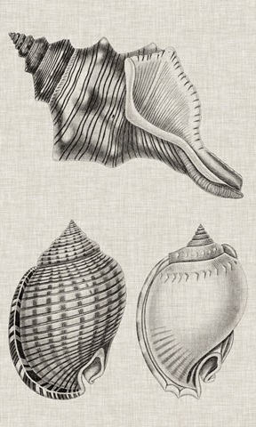 Charcoal and Linen Shells V