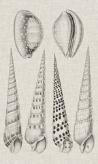 Charcoal and Linen Shells VI