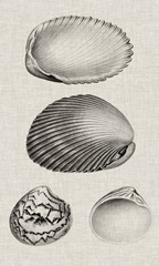 Charcoal and Linen Shells VIII
