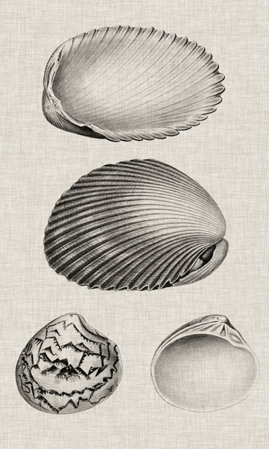 Charcoal and Linen Shells VIII