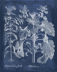 Besler Leaves in Indigo I