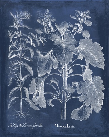 Besler Leaves in Indigo I