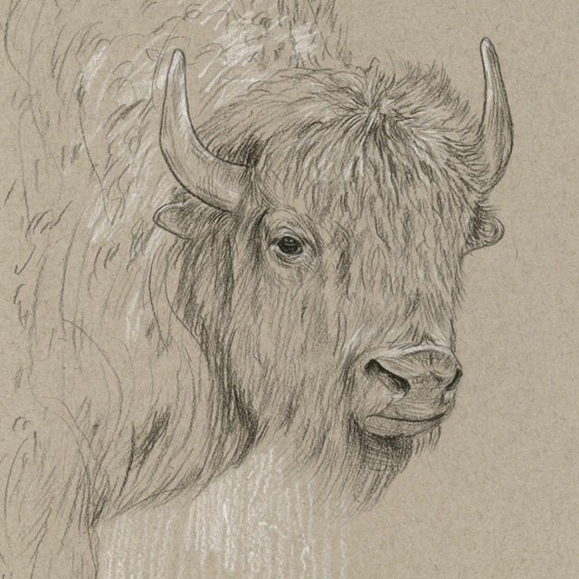 Bison Sketch I