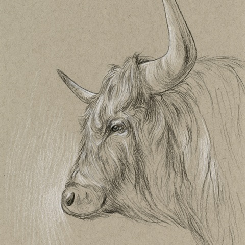 Bison Sketch II