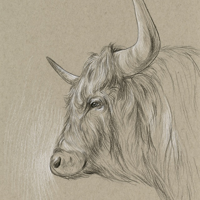 Bison Sketch II