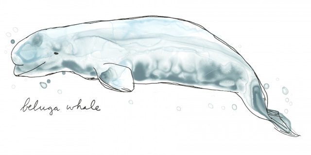 Cetacea Beluga Whale