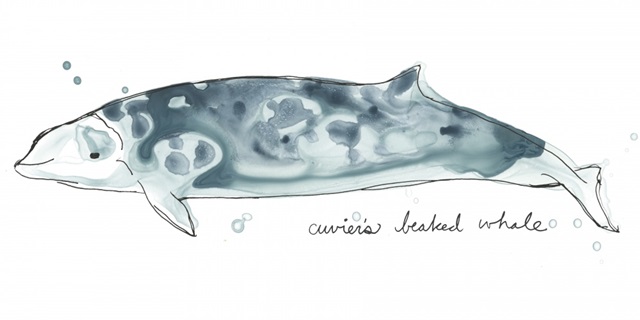 Cetacea Cuviers Beaked Whale