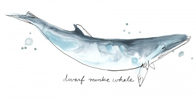 Cetacea Dwarf Minke Whale