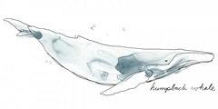 Cetacea Humpback