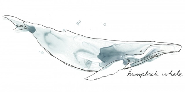 Cetacea Humpback