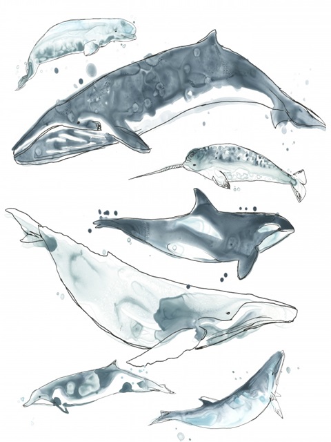 Cetacea I