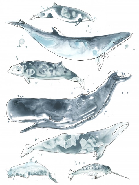 Cetacea II