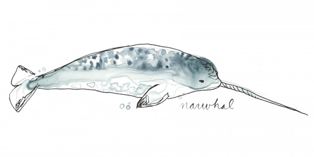 Cetacea Narwhal