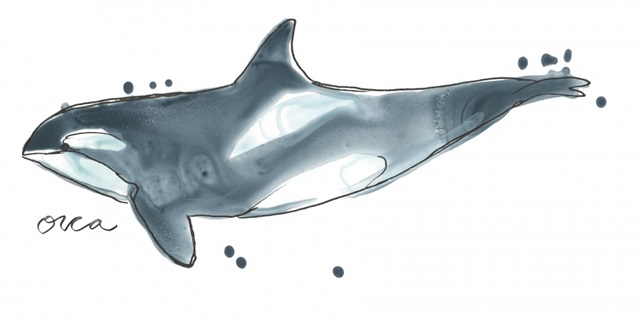 Cetacea Orca Whale