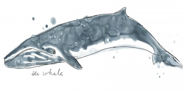 Cetacea Sei Whale