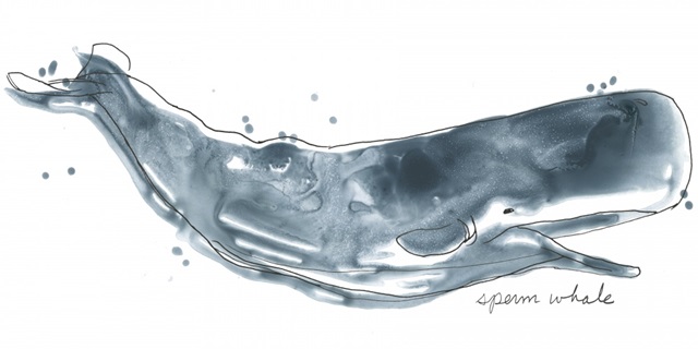 Cetacea Sperm Whale