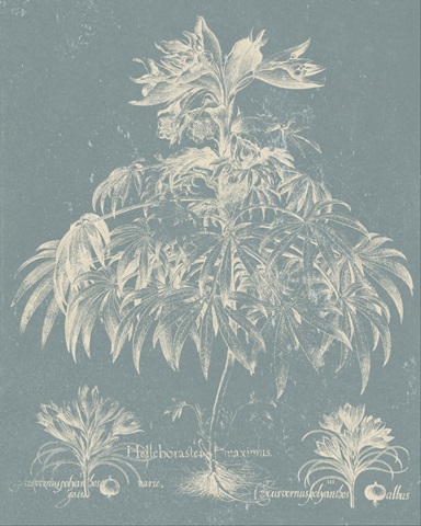 Delicate Besler Botanical I