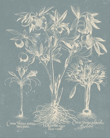 Delicate Besler Botanical II