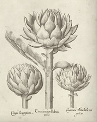 Fresco Artichoke II