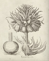 Fresco Crown Imperial II