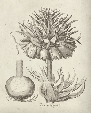 Fresco Crown Imperial II