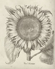 Fresco Sunflower I