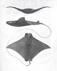 Grey-Scale Stingrays II