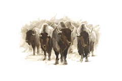 Herd of Bison II