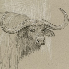 Longhorn Sketch II