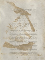 Ornithology Impressions III