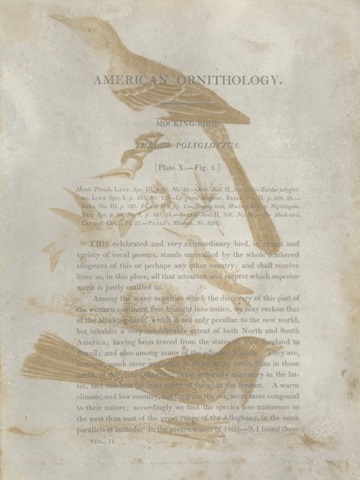 Ornithology Impressions III