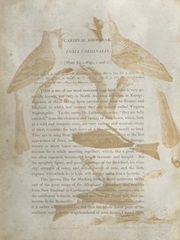 Ornithology Impressions IV