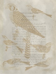 Ornithology Impressions V