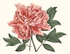 Peony Blush I